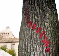 紅葉したツタと議事堂