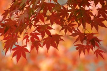紅葉