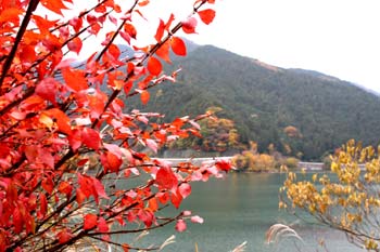 紅葉