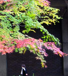 国会図書館脇のもみじ