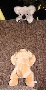 本日の癒しグッズ