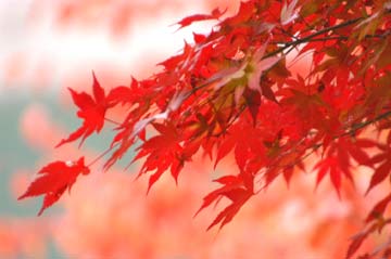 もみじ