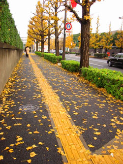 黄色に染まった歩道