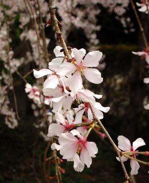 image/030404-224016-aIMG_6952.jpg