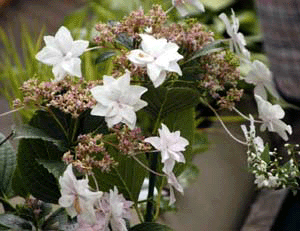 image/030520-190507-aDSC_3725.gif