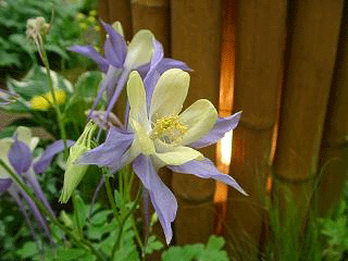 image/030520-190508-05030074.gif