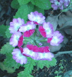 image/030522-183912-IMG_8661.gif