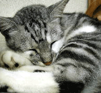 image/030527-183041-aA.gif