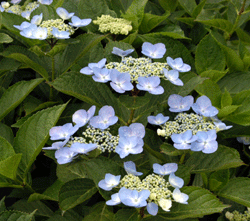 image/030617-193758-DSC_5084.gif
